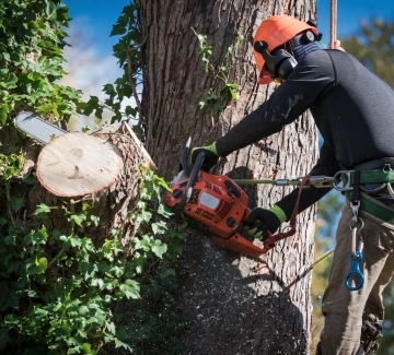 Stump Grinding Vancouver Washington small image